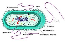 Resultado de imagen para bacterias