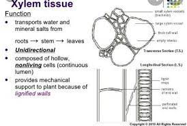 the function of xylem in plant s 1m