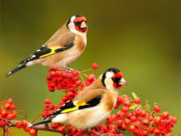 Beautiful Birds HD Wallpapers - Top ...