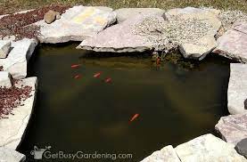 how to keep pond water clear naturally