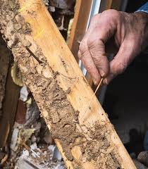 Indicators Of Termite Damage