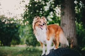 the shetland sheepdog what to know