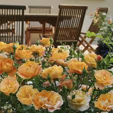rose flower carpet amber springvale