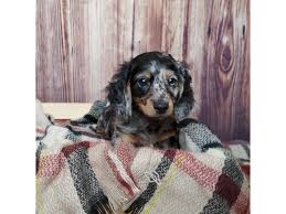 dachshund puppy black tan id 16621
