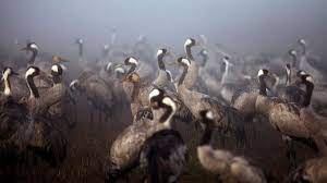 Bird flu kills thousands of cranes in ...
