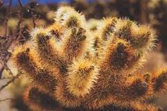 Why do cactus hurt so much?
