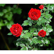 Choose from 5200+ rose flowers graphic resources and download in the form of png, eps, ai or psd. Buy Live Red Rose Flower Plant Grafted Rose Flower Plant 1 Healthy Flower Plant Online 550 From Shopclues