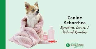 canine seborrhea causes symptoms