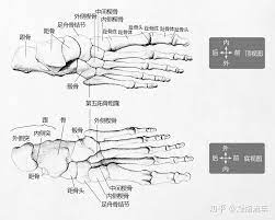 坚持学画：人体结构之骨骼部分——足骨- 知乎