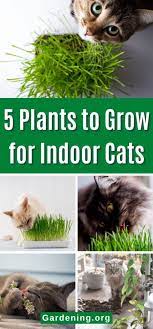 5 Plants To Grow For Indoor Cats