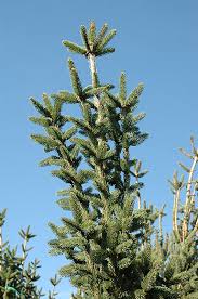 columnar norway spruce wasconursery com