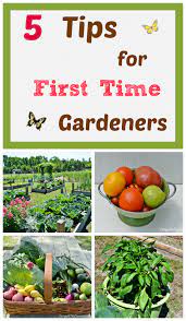 5 Tips For First Time Gardeners