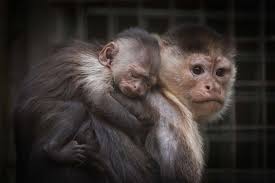 adorable capuchin monkey born at u k