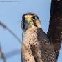 camomilla falcon e kenia da www.wildlifeofkenya.com
