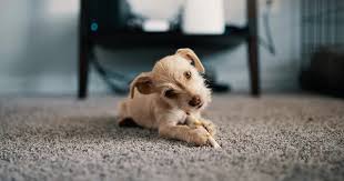 removing dog odour from carpet