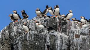 Image result for guano