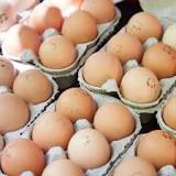 Quel animal peut manger des œufs d’oie ?