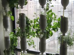 Selecting Your Best Hydroponic Plants