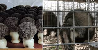 companies ban badger hair brushes after