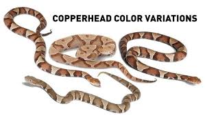 South Carolina Venomous Snake Guide Photo Gallery Wciv