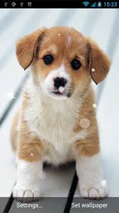 android puppy by best live wallpapers