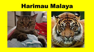 Skuad harimau malaya dikecam apabila 78 pemain dan pegawai diberi keutamaan menerima suntikan vaksin. Harimau Malaya Animalcare