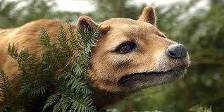 See more ideas about thylacine, tasmanian tiger, tasmanian. Tasmanian Tiger Tasmanian Wolf Thylacine Dinoanimals Com