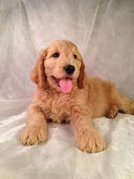 Demmer doodles of dubuque iowa area is a top of the line faclity. Goldendoodle Puppies For Sale Goldendoodle Breeder In Iowa