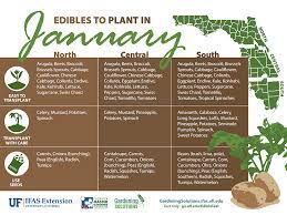 Vegetables To Plant In January