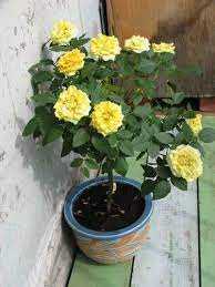 well watered rosa yellow rose plants
