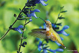 Attract Hummingbirds To Your Garden