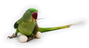 at what age do parrots start laying eggs