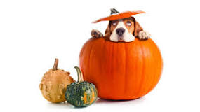 will-pumpkin-hurt-my-dog