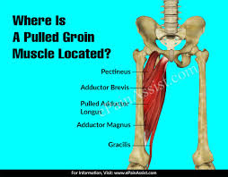 Your adductor longus does help to bring your leg closer to your chest (flexion) and eccentrically controls. Where Is A Pulled Groin Muscle Located Best Yoga Poses For Pulled Groin