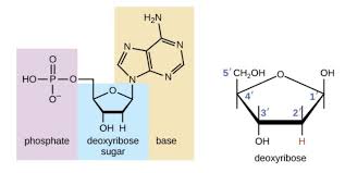 what is deoxyribose sugar give the