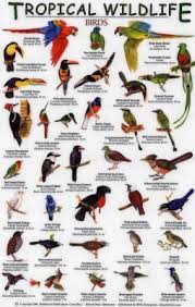 tropical wildlife field guide birds