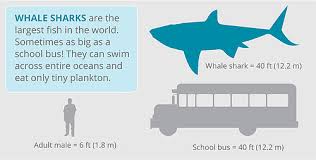 Phytoplankton → krill → fish → shark. Whale Sharks Wwf