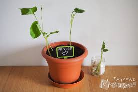 Fasola - obserwacja rozwoju rośliny - Domowe Montessori