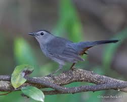 gray catbird hamanasi adventure