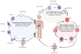 malaria genomics vaccine development