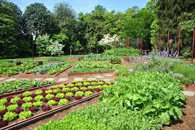 Vegetable Garden Design Important