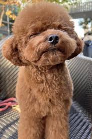 toy poodle full grown size age
