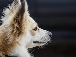 dog ear infections signs and causes
