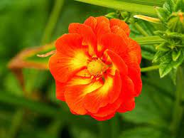75 types of orange flowers with photos