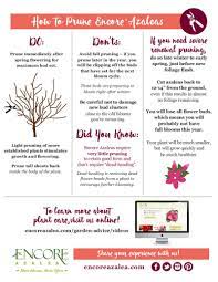 Pruning Azaleas | Plant Addicts