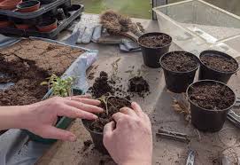 Potting Soil Mix For Vegetables