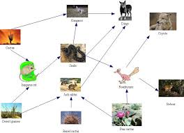 (redirected from sahara desert (ecoregion)). Desert Food Web Pictures Biological Science Picture Directory Pulpbits Net