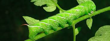 how to get rid of tomato hornworms in