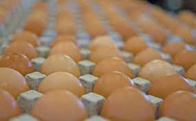 Poultry farming in south africa. How To Handle 240 000 Eggs A Day