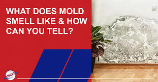 What Does Mold Smell Like How Can You